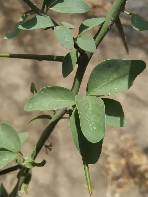 Balanites aegyptiaca