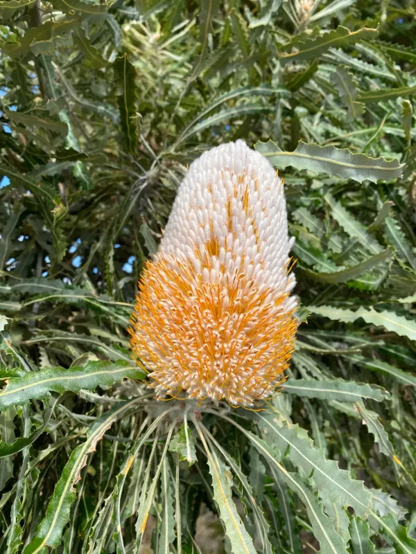 Banksia prionotes
