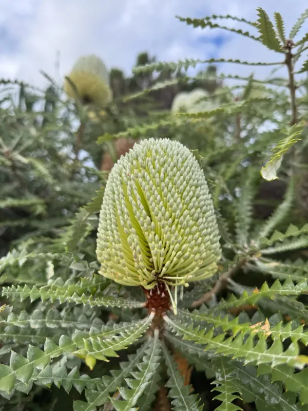 Showy banksia