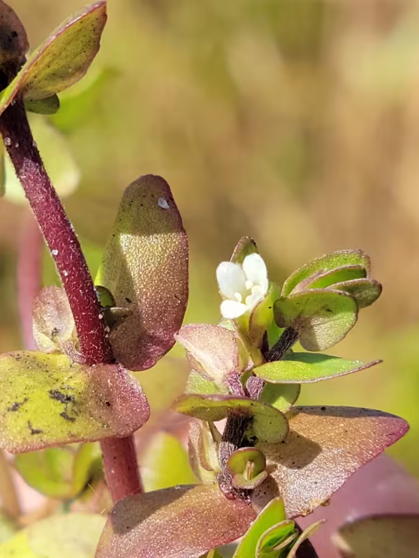 Bacopa innominata