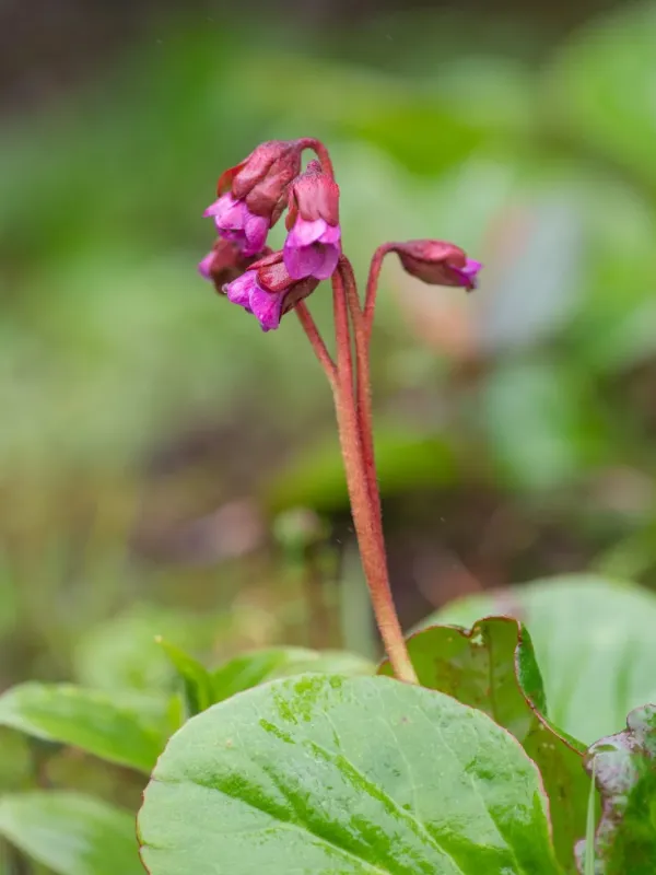 Purple saxifrage