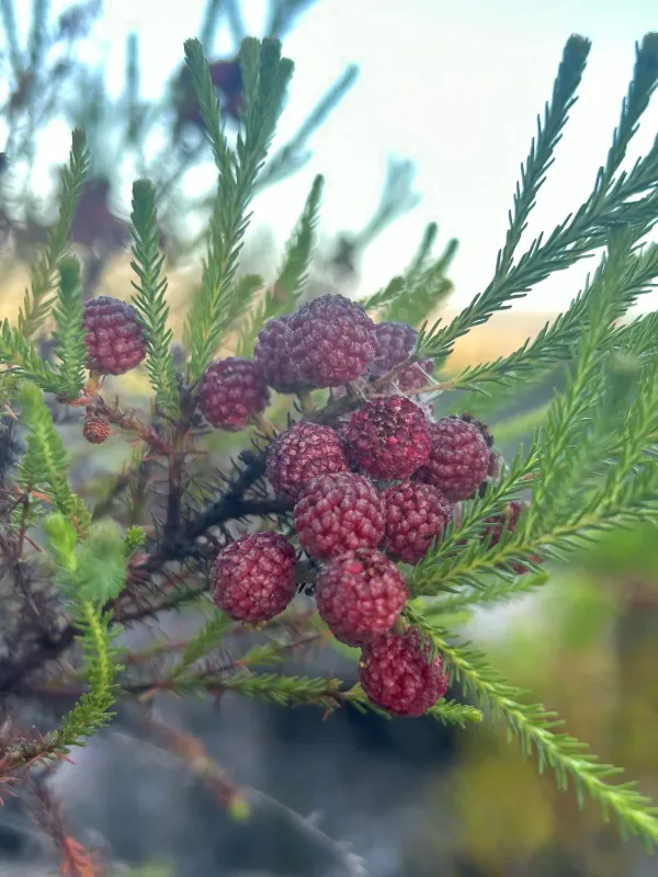 Berzelia lanuginosa