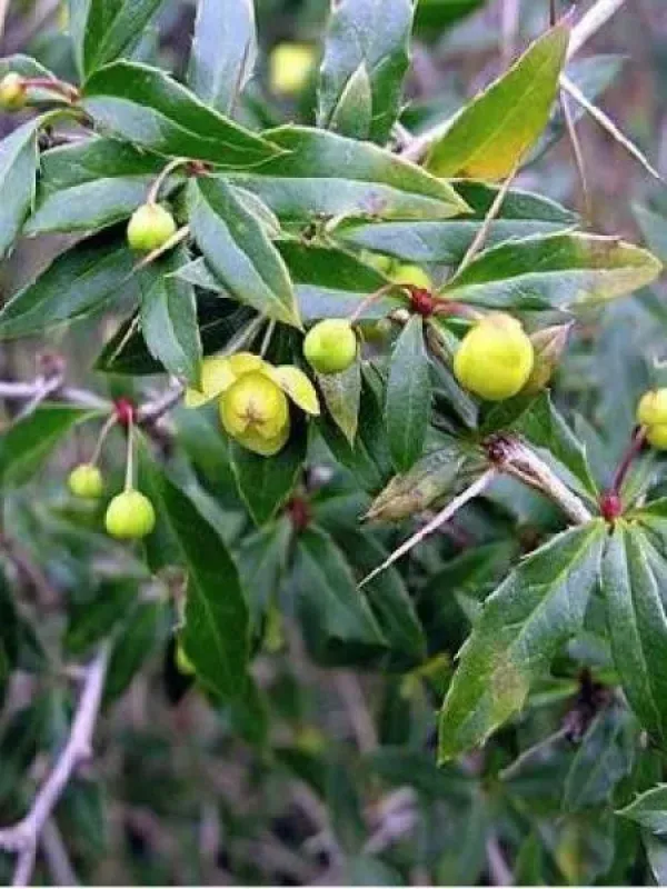Gagnepain's barberry
