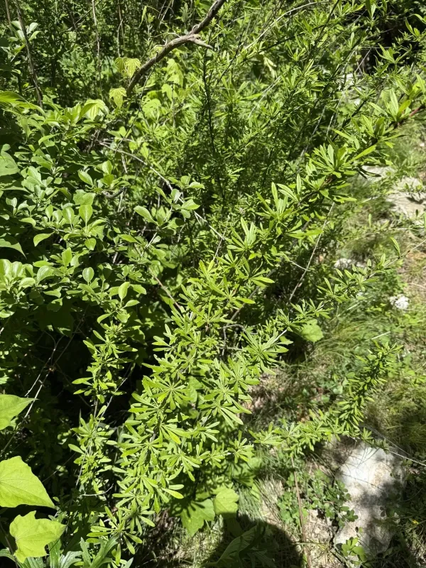 Poiret's barberry