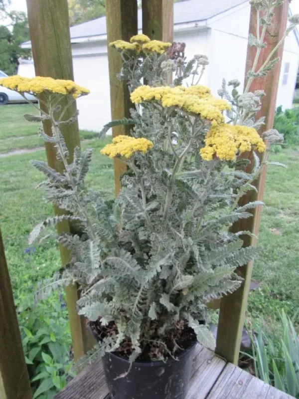 Hybrid of common yarrow and woolly yarrow