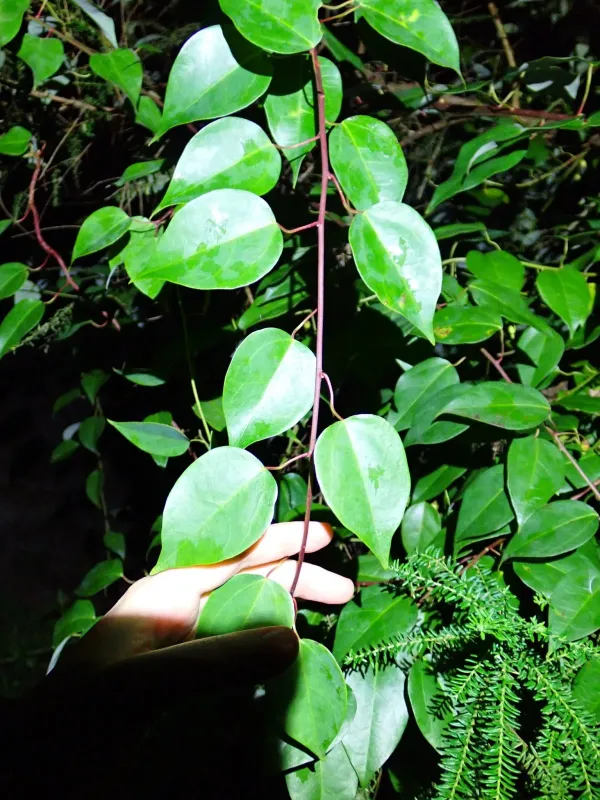 Berberidopsis beckleri