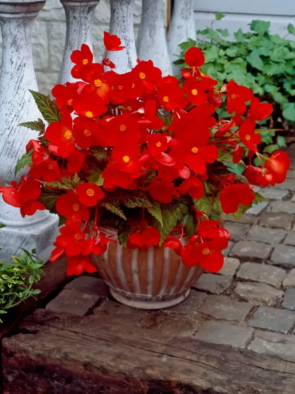 Begonia intermedia