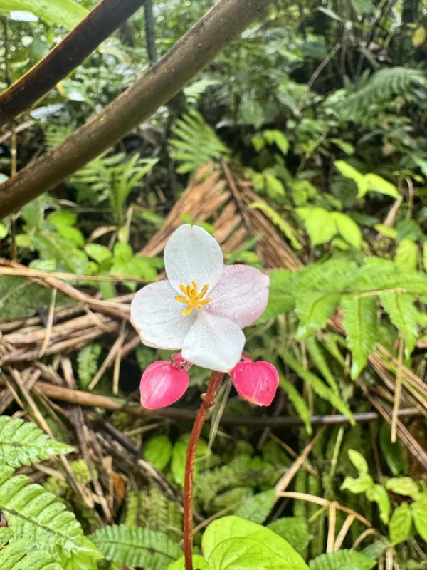 Begonia decandra