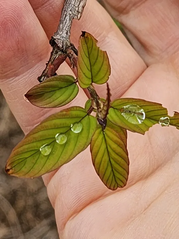 Berchemia zeyheri