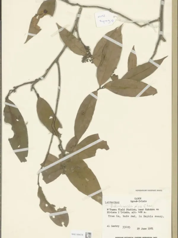 Beilschmiedia piya
