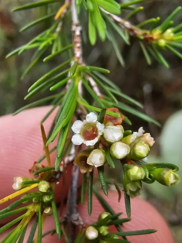 Baeckea frutescens