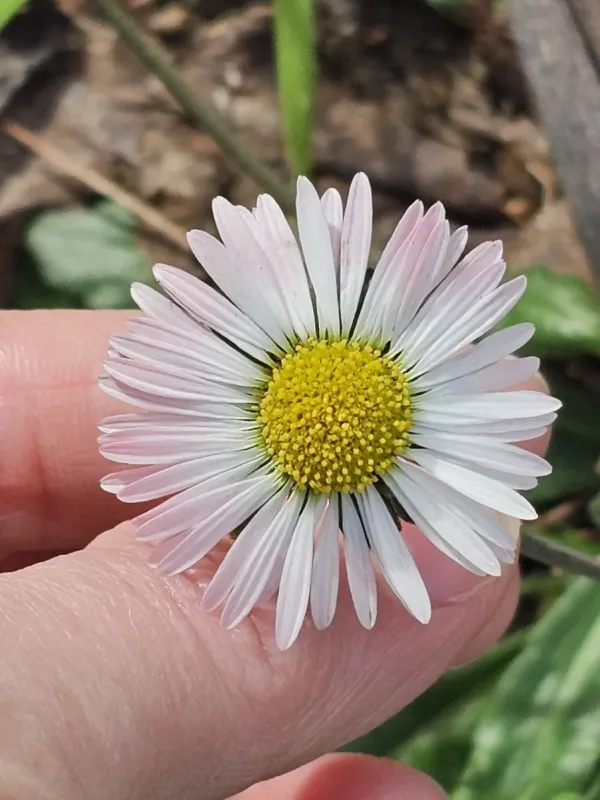 Southern daisy
