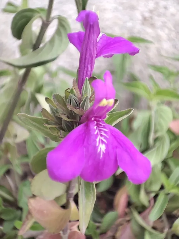 Justicia carthaginensis