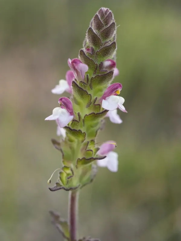 Mediterranean lineseed