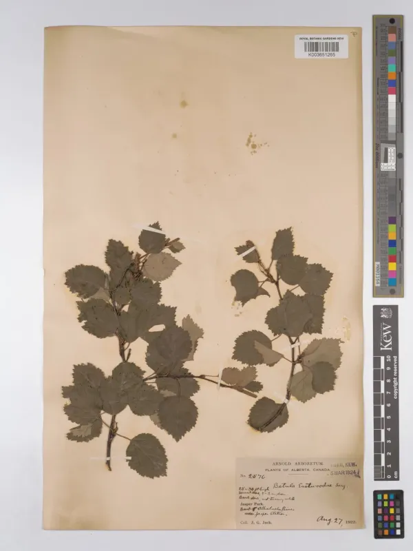 Eastwood's birch