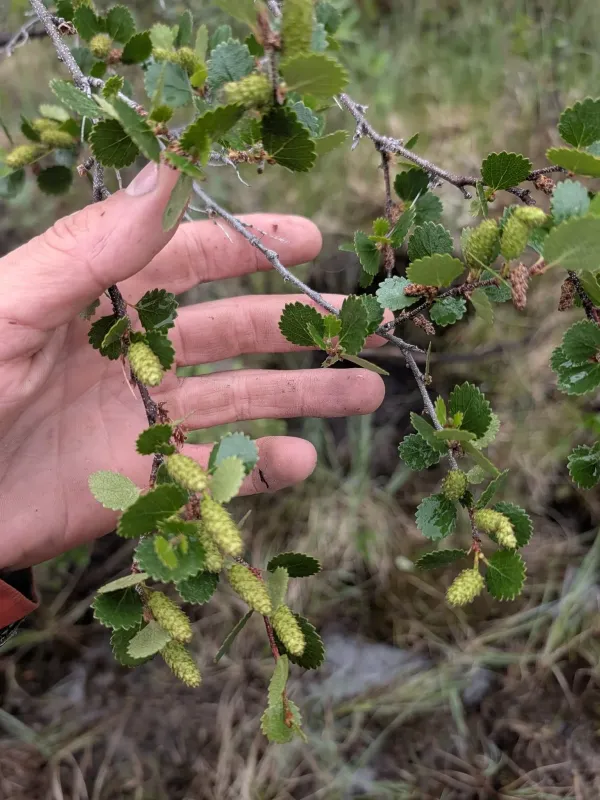 Bog birch