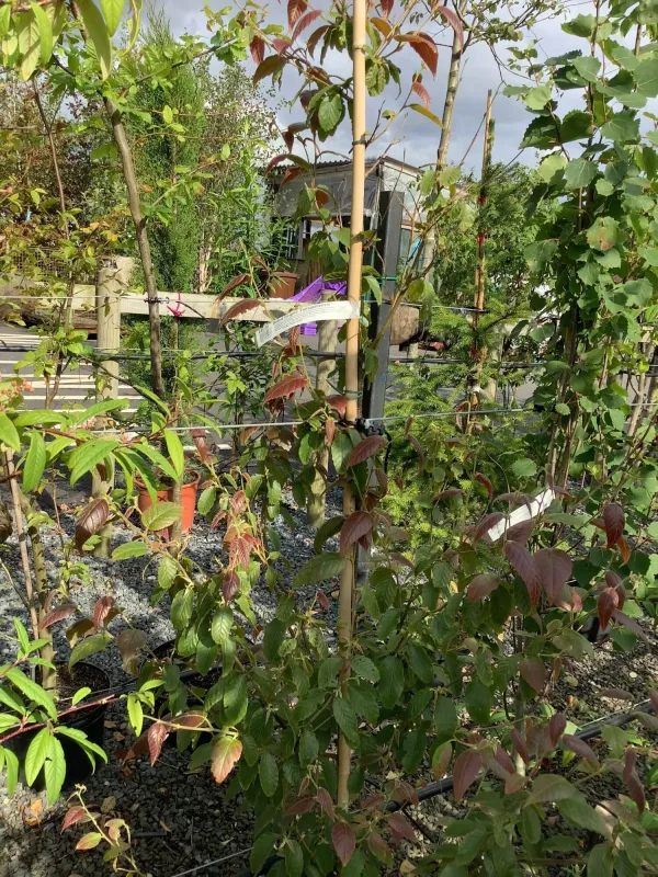 Betula insignis