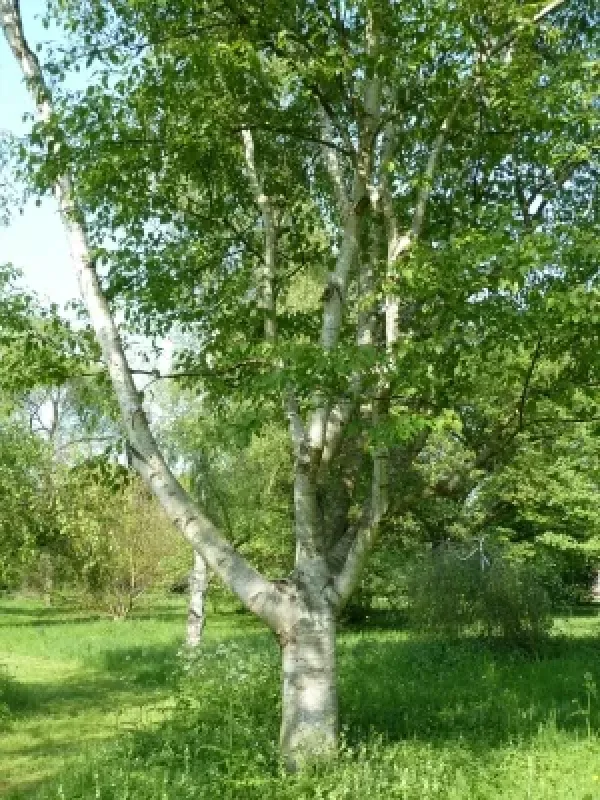 Luminiferous birch