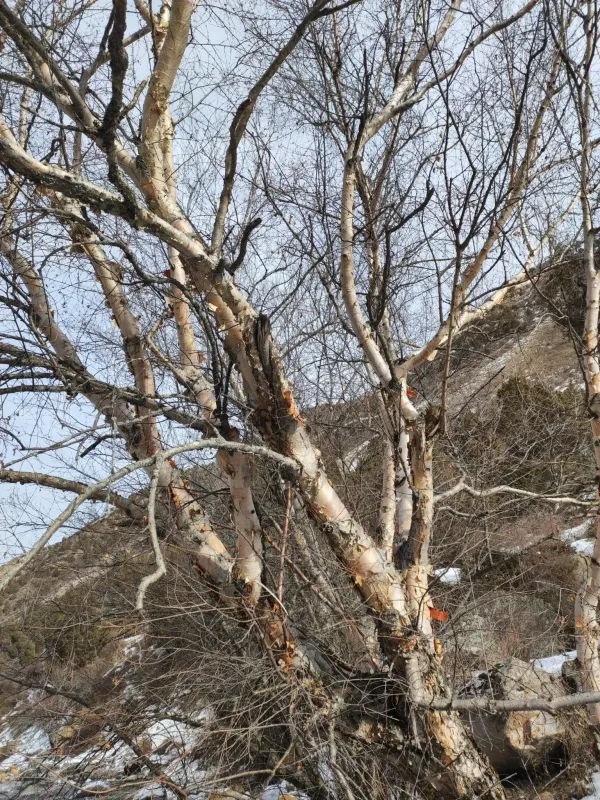 Tien Shan birch