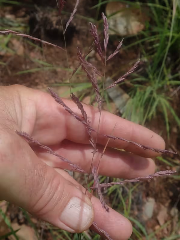 Bewsia biflora