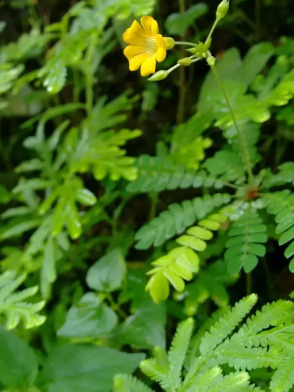 Biophytum reinwardtii