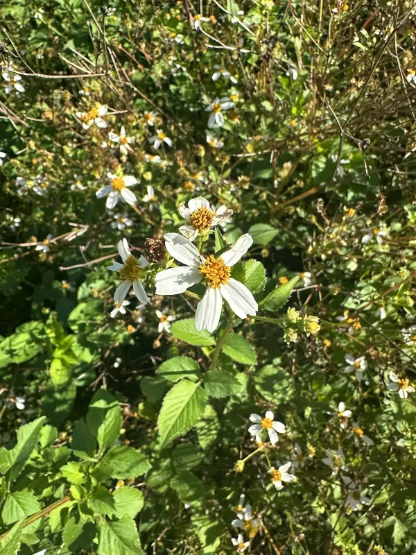 White beggarticks hybrid