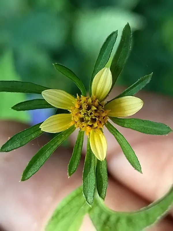 Bidens riparia