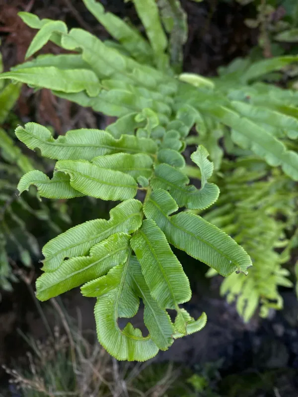 Blechnum capense