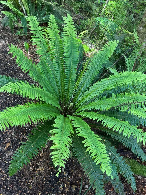 Blechnum discolor