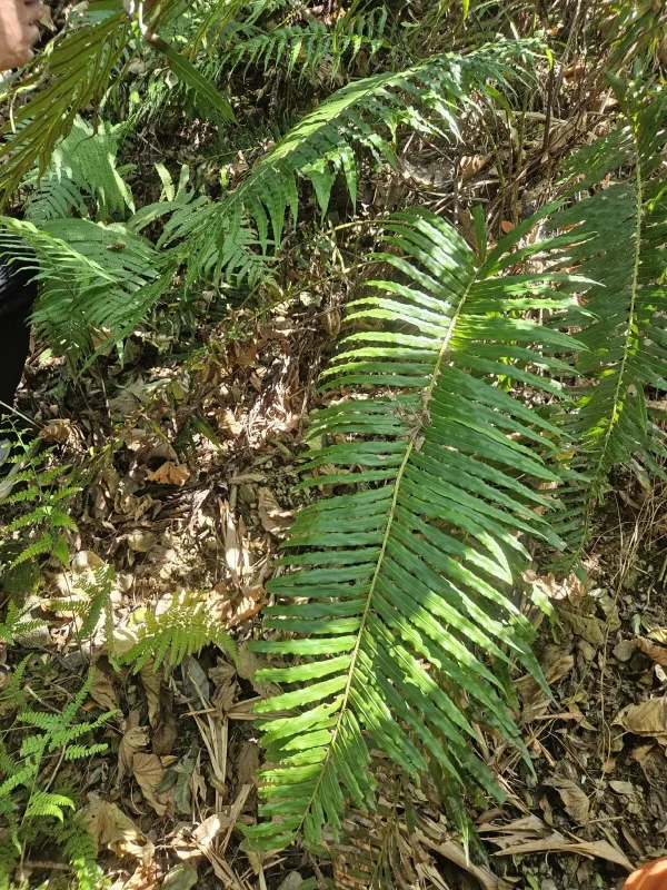 Oriental blechnum