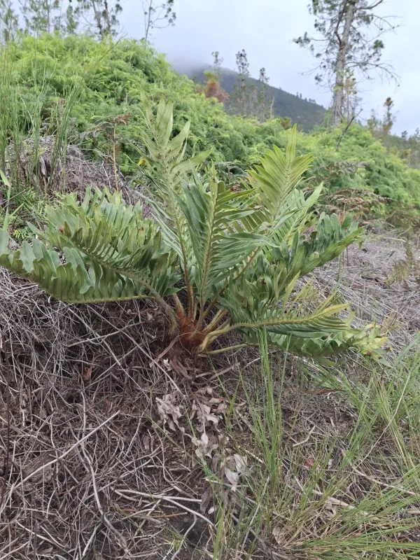 Blechnum tabulare