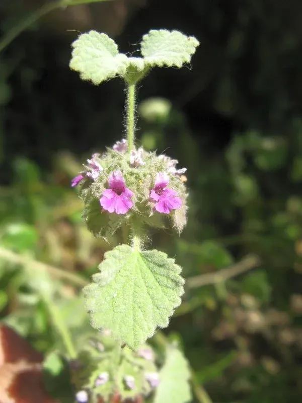 Ballota africana