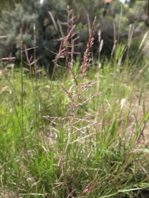 Pine dropseed
