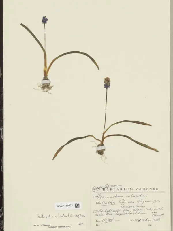 Bellevalia ciliata
