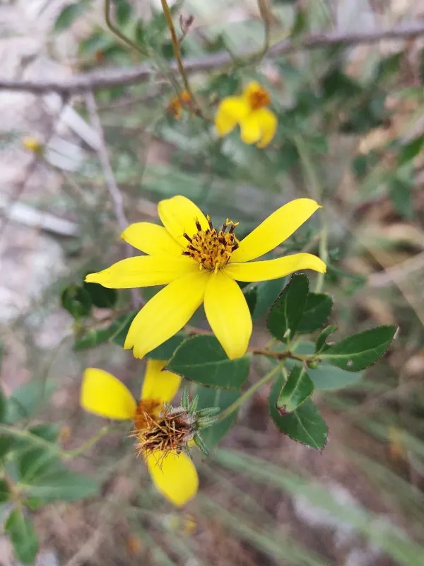 Bidens triplinervia var. macrantha