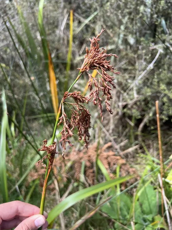 Machaerina articulata