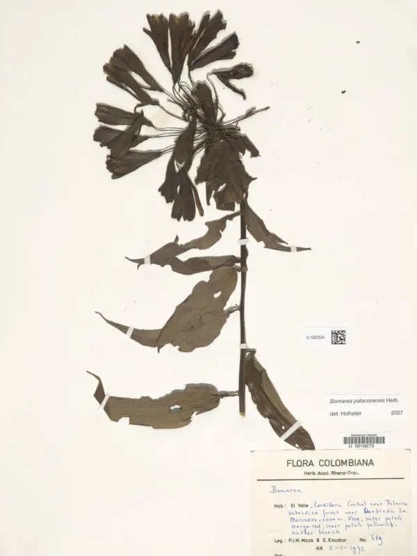 Bomarea patacocensis