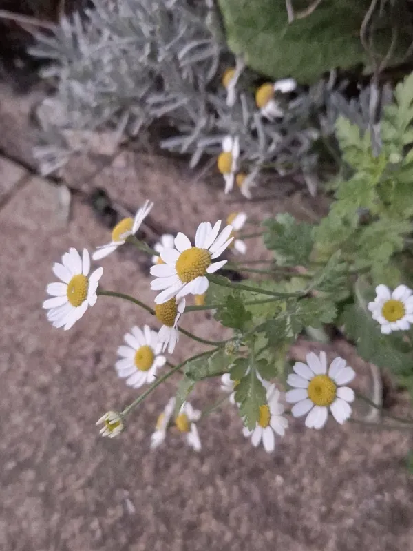 Costmary