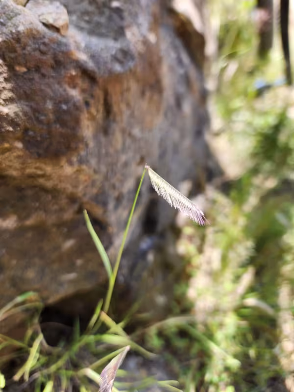 Bouteloua simplex
