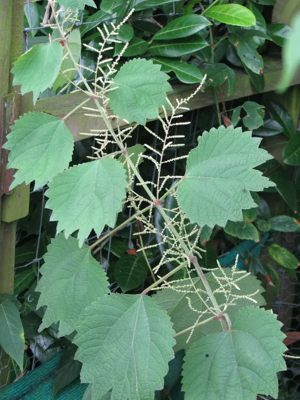 Boehmeria utilis