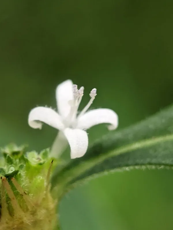 Borreria asperula