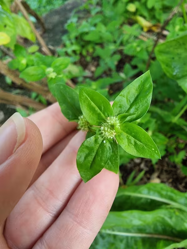 Borreria repens