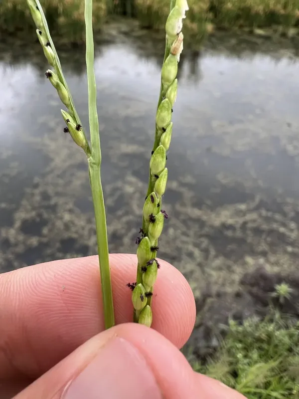 Broadleaf signalgrass