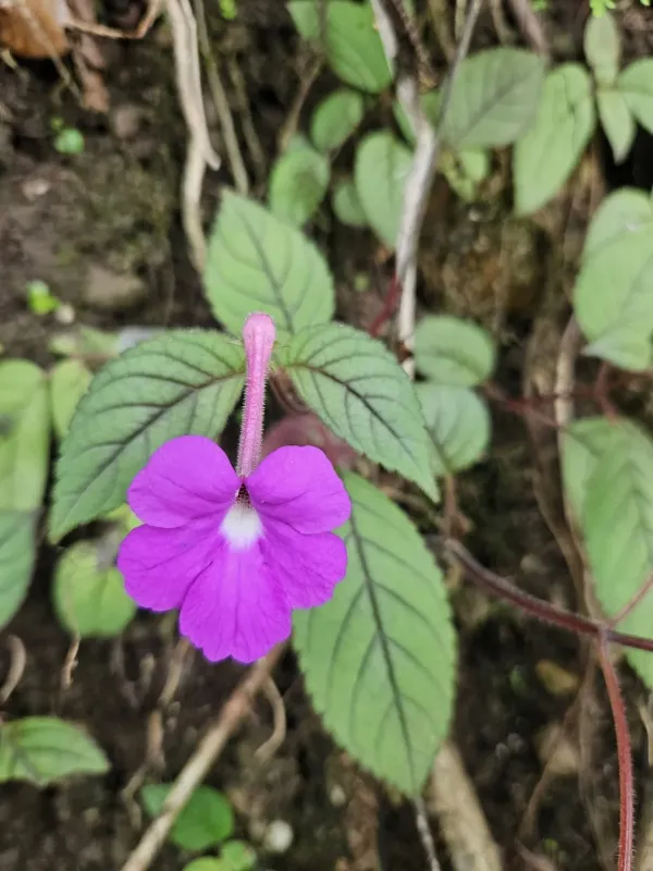 Achimenes