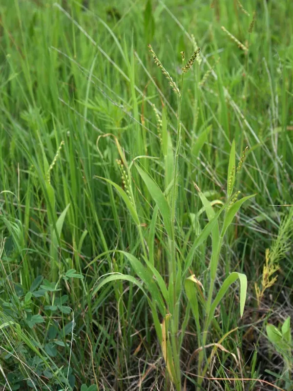 Brachiaria xantholeuca