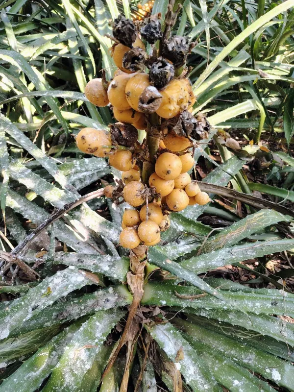 Bromelia pinguin