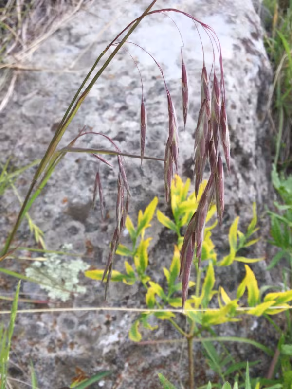 Nodding brome