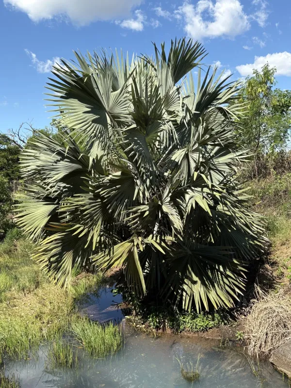 Bismarck palm