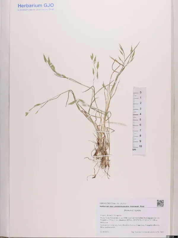 Slender brome