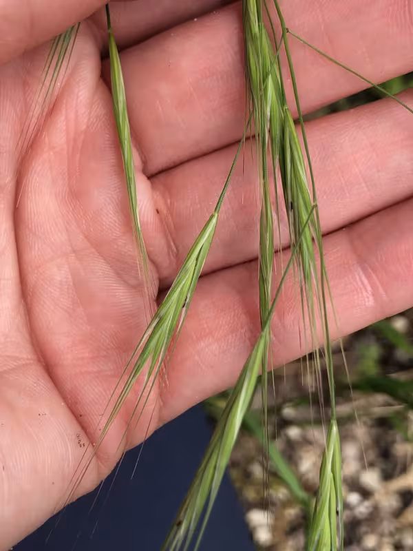 Rigid brome